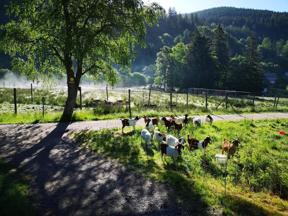 B1 Albmatte-Fewo Sauna, Hallenbad Aussenbecken Massagen Nebenan Menzenschwand-Hinterdorf Dış mekan fotoğraf