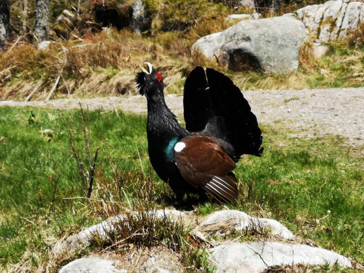 B1 Albmatte-Fewo Sauna, Hallenbad Aussenbecken Massagen Nebenan Menzenschwand-Hinterdorf Dış mekan fotoğraf